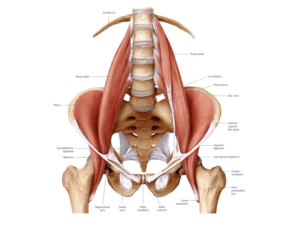 lower back pain from tight hips